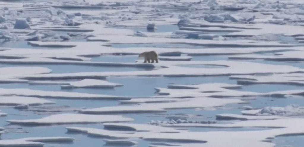 الدببة القطبية