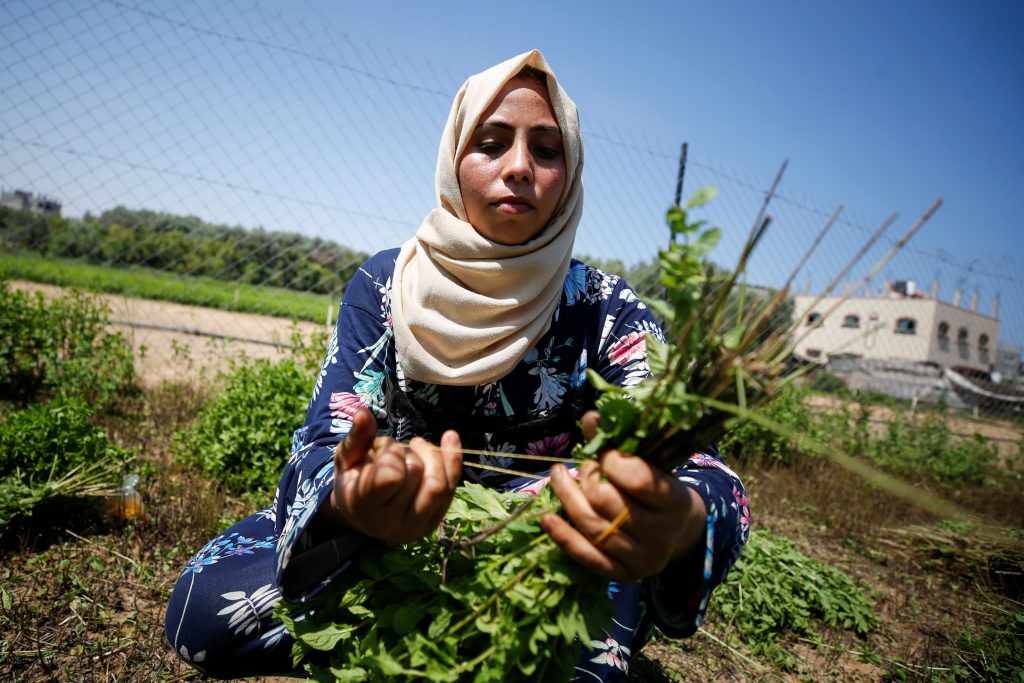صناعة مستحضرات التجميل بالاعشاب في غزة