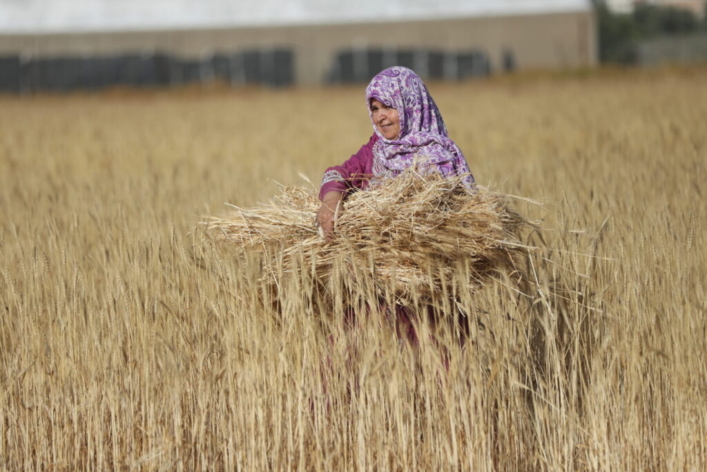 حصد القمح في قطاع غزة