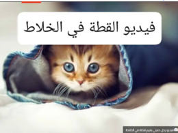 الصيني والقطة