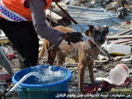 هل الحيوانات تشعر بالزلازل